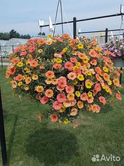 Рассада петунии