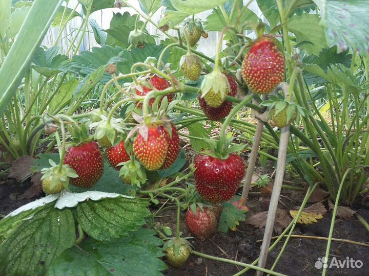 Рассада клубники