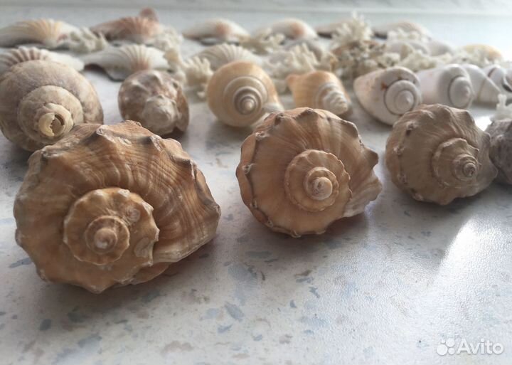 Морские ракушки раковины кораллы