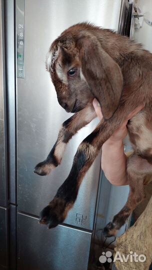 Англо нубийские козлята