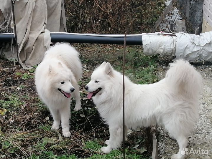 Щенки самоеда екатеринбург