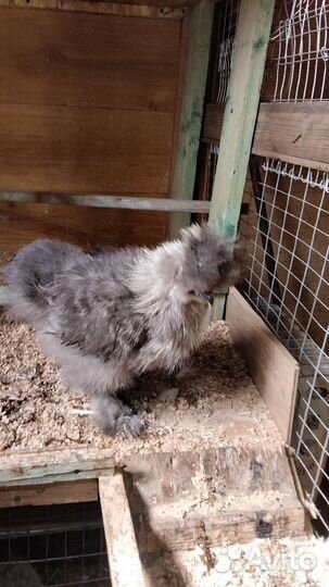 Китайские шёлковые куры