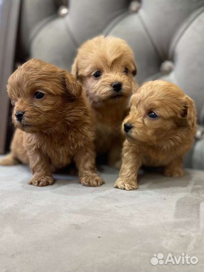 Щенки мальтипу ф1