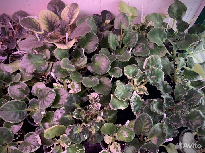 Сортовые фиалки