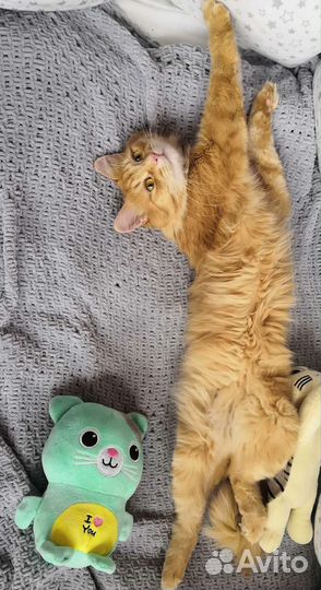 Рыженький котик бесплатно