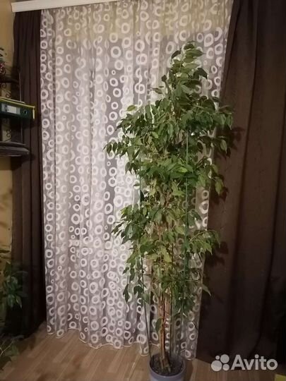 Фикус 1,8 метра, интерьерный