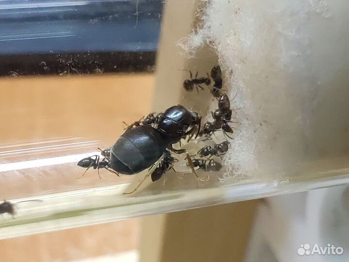 Муравьи Lasius Niger