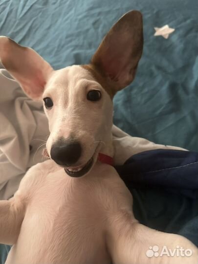 Щенки джек рассел терьер