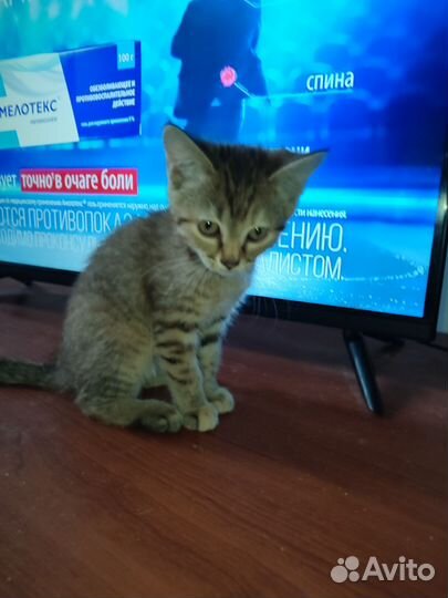 Британочка в добрые руки