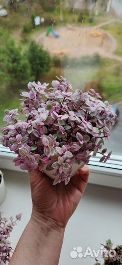 Традесканция каллизия (Розовая Пантера) и Зебрина