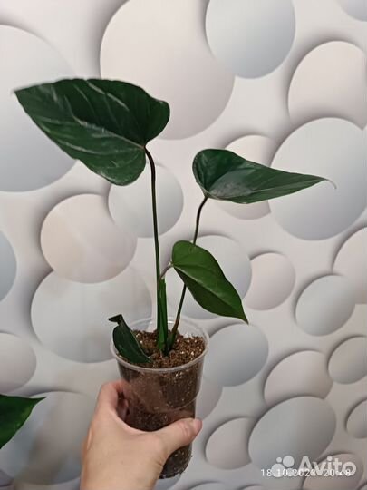 Антуриум Джамбо Блек