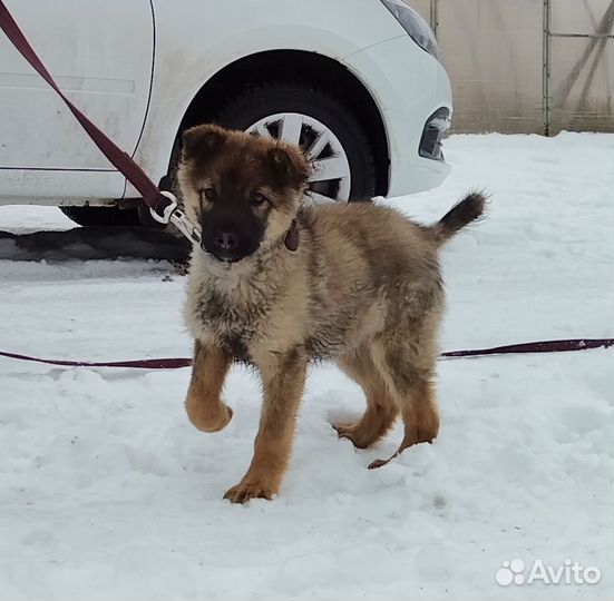 Собаки бесплатно в добрые руки щенки