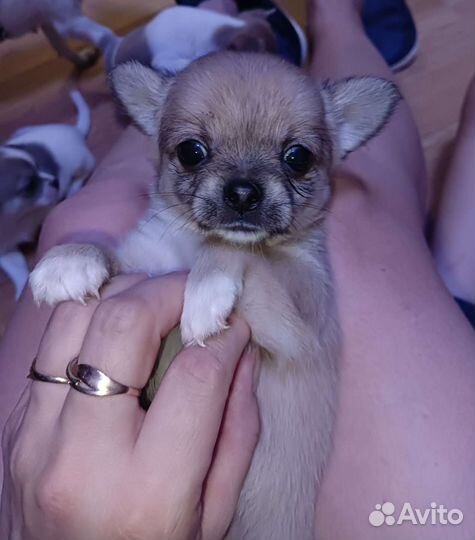 Щенки чихуахуа