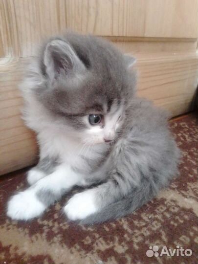 Котенок (котик)