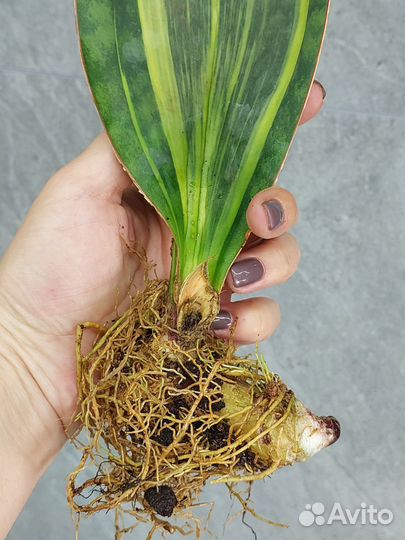 Sansevieria Masoniana Variegata Тай