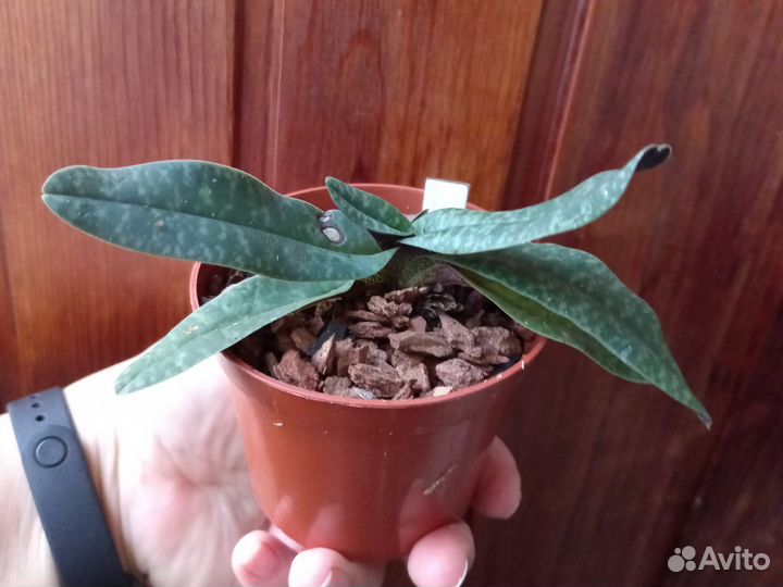 Орхидея Paph. myanmaricum