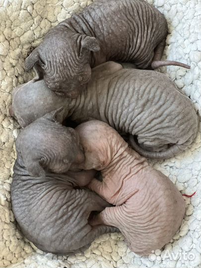 Канадский сфинкс