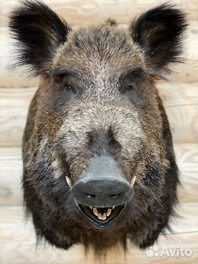 Голова кабана