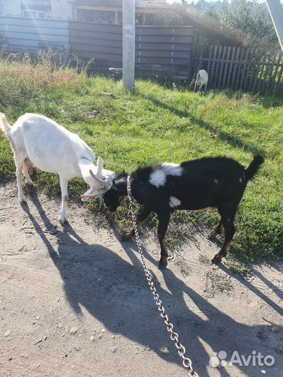 Продам козлика