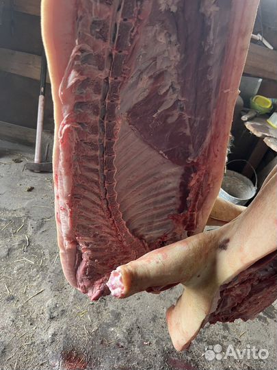 Мясо свинина