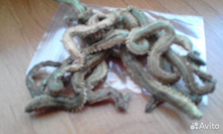 Червь морской вяленный с 6 утра