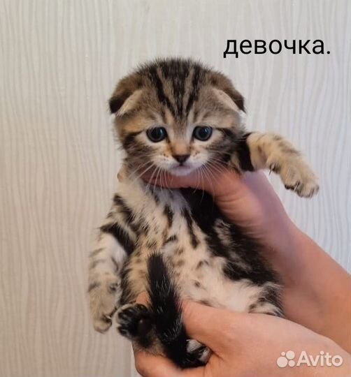 Шотландские вислоухие котята