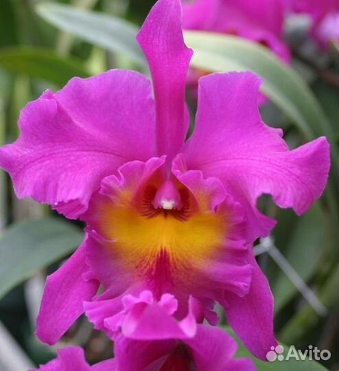 Cattleya, Laelia