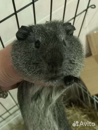 Морская свинка