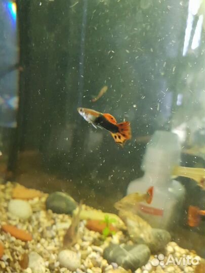 Аквариумные улитки 