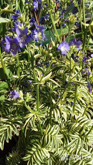 Многолетние цветы