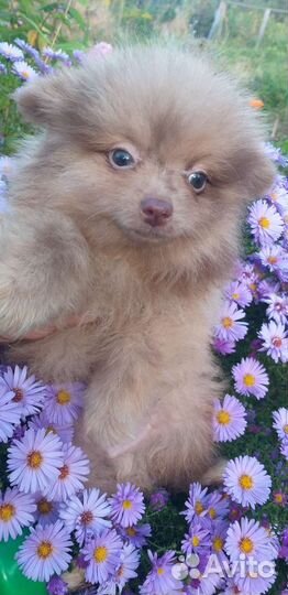 Щенки шпица