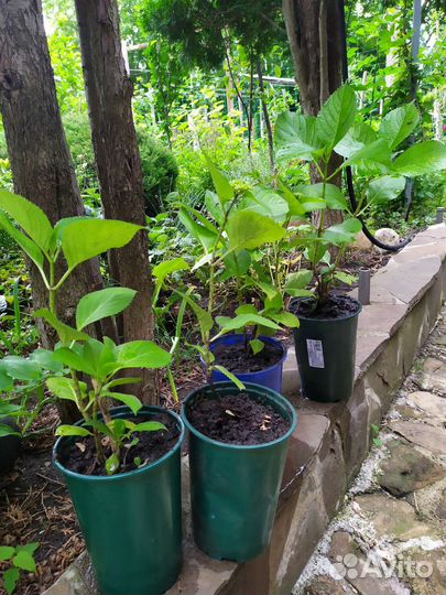 Гортензия крупнолистная саженцы