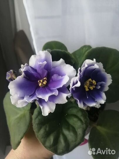 Цветущие фиалки