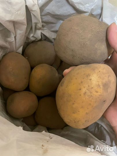 Продам картофель