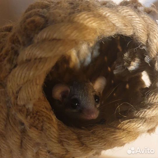 Африканская соня мини белка