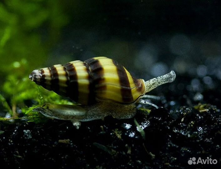 Улитки Хелены