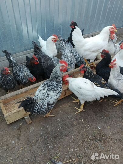 Молодые петушки