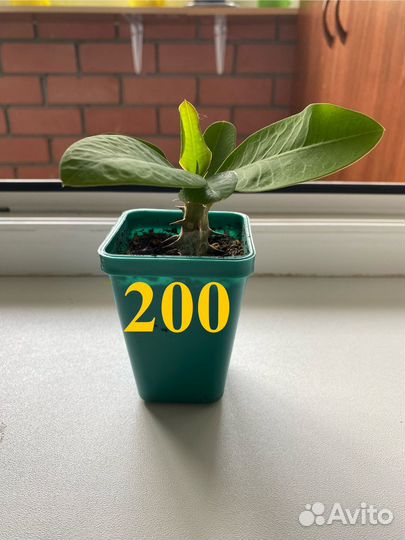 Эуфорбия Миля (Молочай)