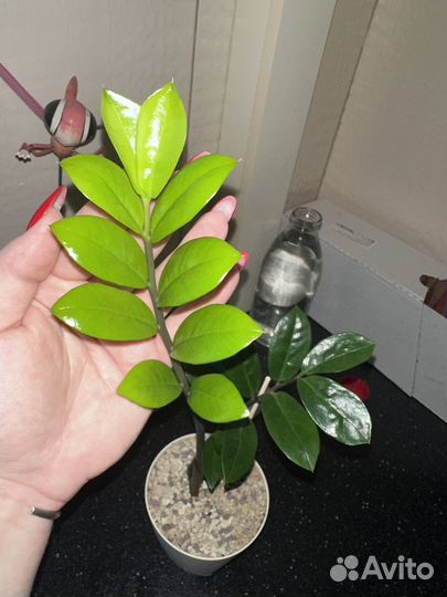 Замиокулькас