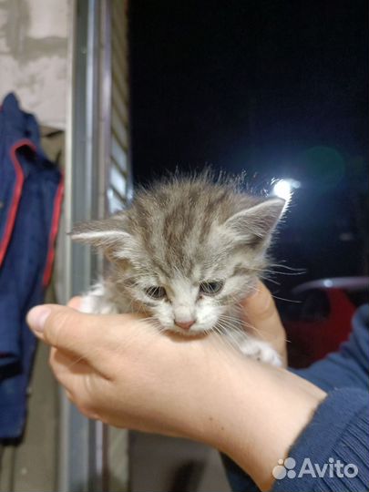 Кошка в дар бесплатно