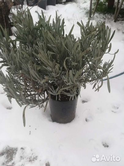 Лаванда саженцы