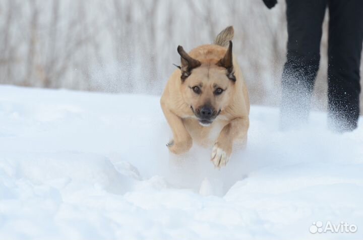Красавчик Джой ищет хозяина