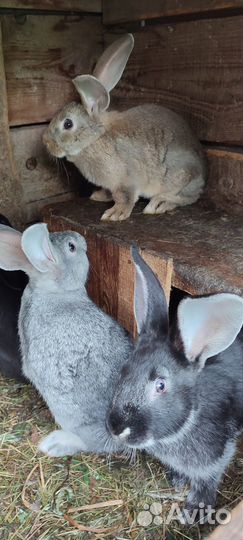 Кролики великаны