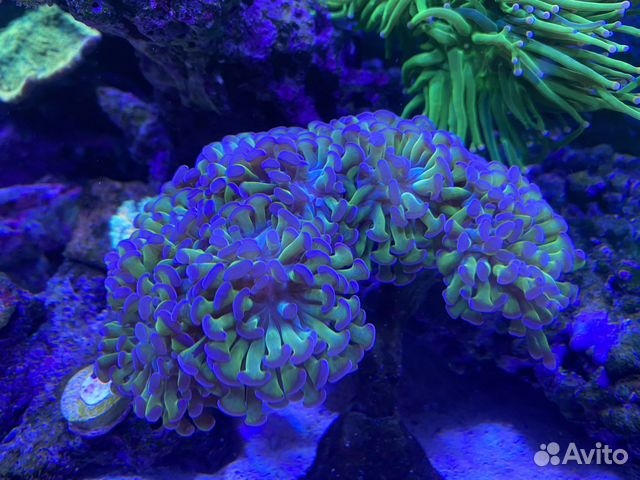 Коралл эуфилия (Euphyllia)