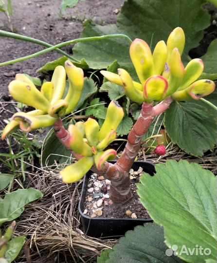 Крассула, толстянка