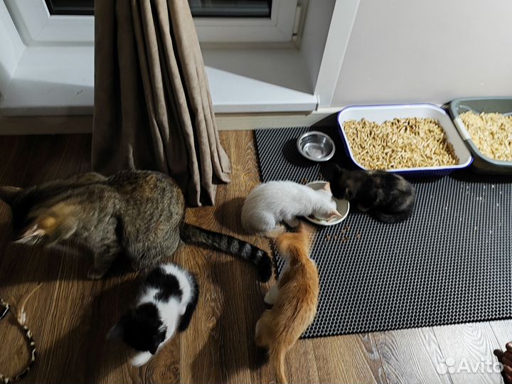 Котята в добрые руки