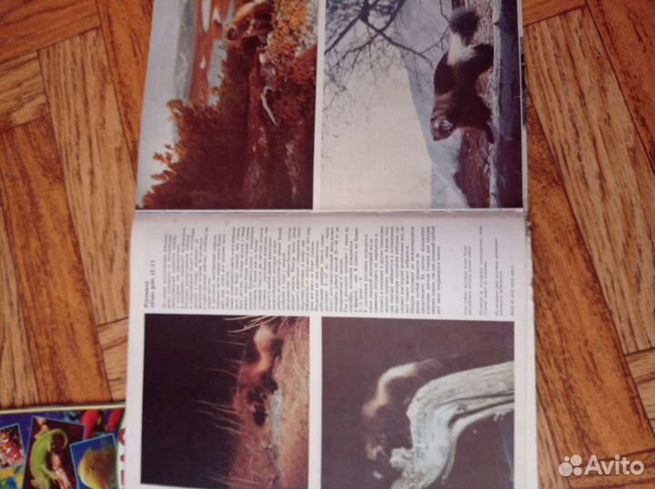 Животный мир севера России книга