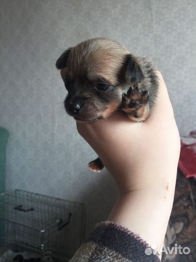 Мини той-терьер щенки