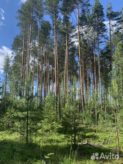 Лес кругляк сосна пиловочник