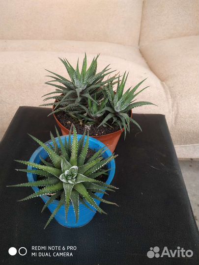 Кактусы и суккуленты